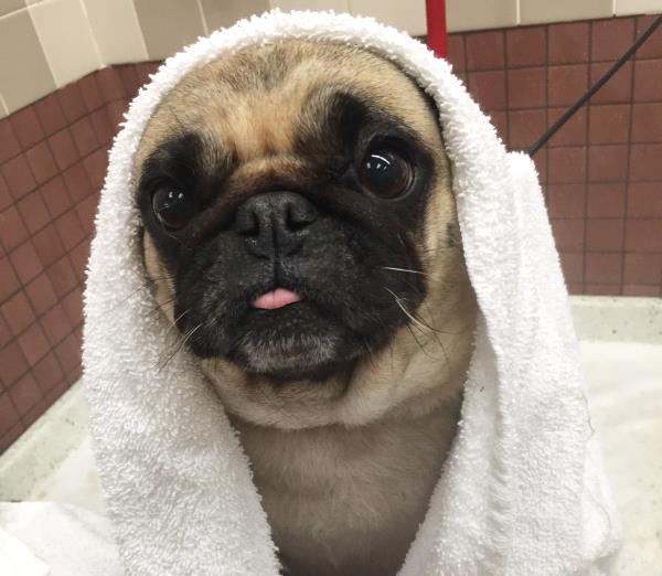 /Images/uploads/PUG NATION RESCUE OF LOS ANGELES/pugnationcalendar/entries/2320thumb.jpg